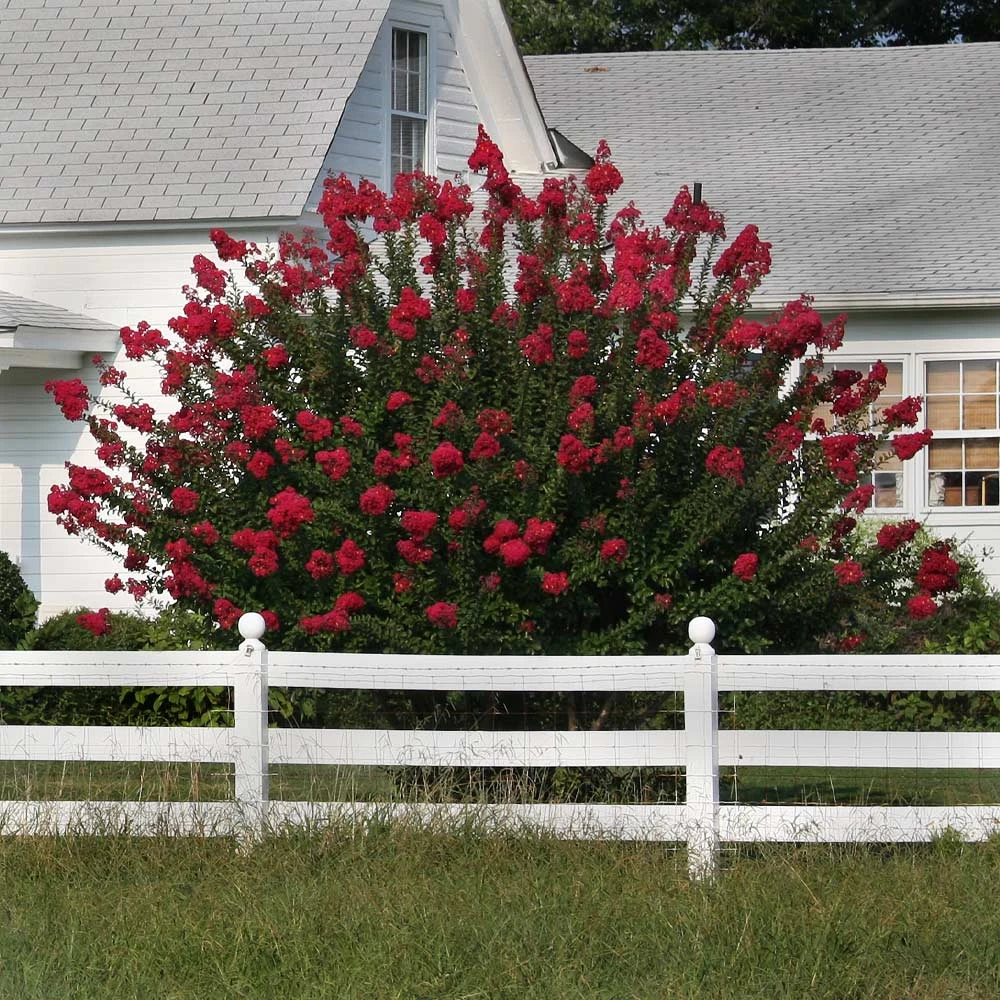 Dynamite Crape Myrtle Tree 7 Dynamite Crape Myrtle Tree - Image 5