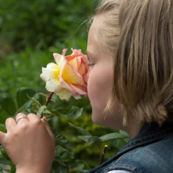 Euphoria® Rose Shrub -Deals Blossom Vines Store EUphoria Rose Tree 1