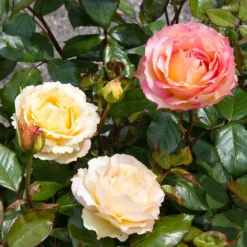 Euphoria® Rose Shrub -Deals Blossom Vines Store EUphoria Rose Tree 4