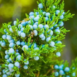 Eastern Red Cedar Tree -Deals Blossom Vines Store Eastern Red Cedar 1 BB