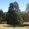 Eastern Red Cedar Tree -Deals Blossom Vines Store Eastern Red Cedar 600x600 BB