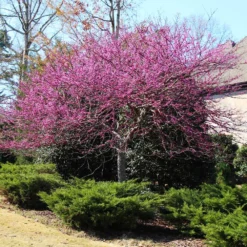Eastern Redbud Tree -Deals Blossom Vines Store Eastern Redbud 3 53819fdc c67e 4f25 8b35 6864a2a42108