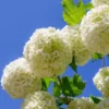 Eastern Snowball Bush