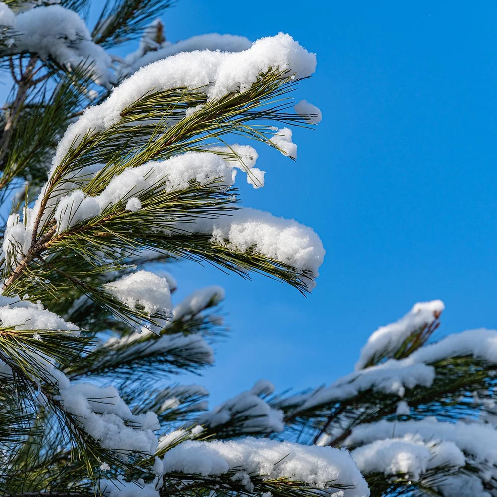 Eastern White Pine Tree 6 Eastern White Pine Tree - Image 4