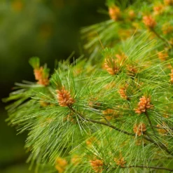 Eastern White Pine Tree 12 Eastern White Pine Tree -Deals Blossom Vines Store Eastern White pine 6 BB