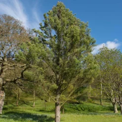 Eastern White Pine Tree 13 Eastern White Pine Tree -Deals Blossom Vines Store Eastern White pine 7 BB