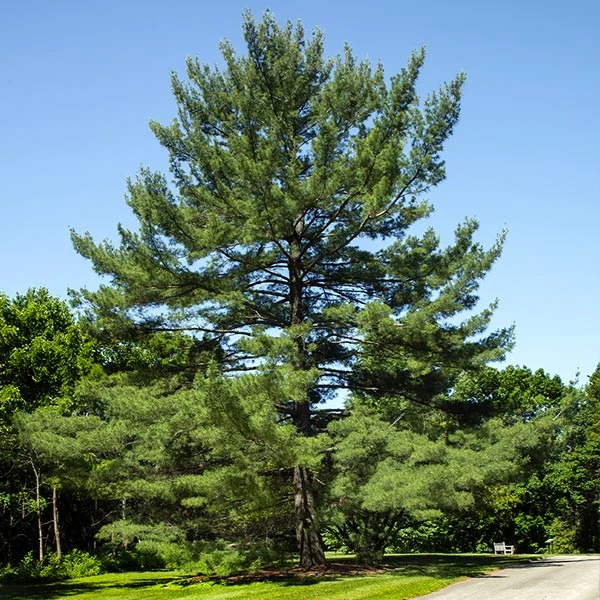 Eastern White Pine Tree 3 Eastern White Pine Tree