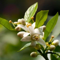 EasyPeel Clementine Tree 9 EasyPeel Clementine Tree -Deals Blossom Vines Store Easy Peel Clementine 5