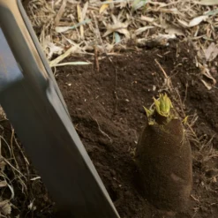 Edible Bamboo Plant -Deals Blossom Vines Store Edible Bamboo 1 BB