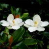 Edith Bogue Magnolia -Deals Blossom Vines Store Edith Bogue magnolia 600x600 4bff64ce 9b89 49fe 83b0 69df7d3bafed