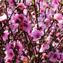 Elberta Peach Tree -Deals Blossom Vines Store Elberta Peach Tree 1