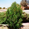 Eldarica Pine 2 Eldarica Pine -Deals Blossom Vines Store Elderica Pine 600x600 92e2b258 2671 4da4 aa96 3521ae22fb1b