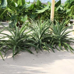 Elite Gold Pineapple Plant 8 Elite Gold Pineapple Plant -Deals Blossom Vines Store Elite GOld Pineapple 1