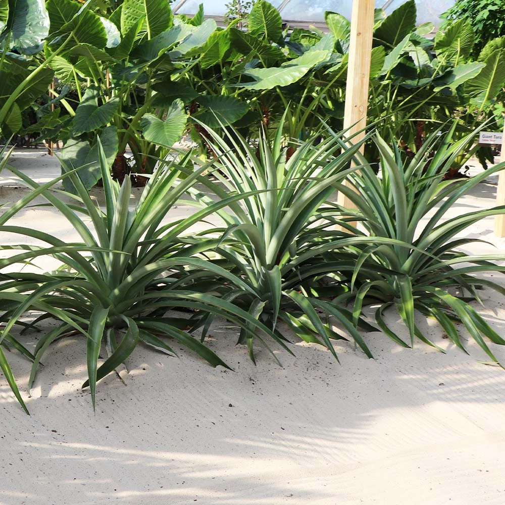 Elite Gold Pineapple Plant 5 Elite Gold Pineapple Plant - Image 3