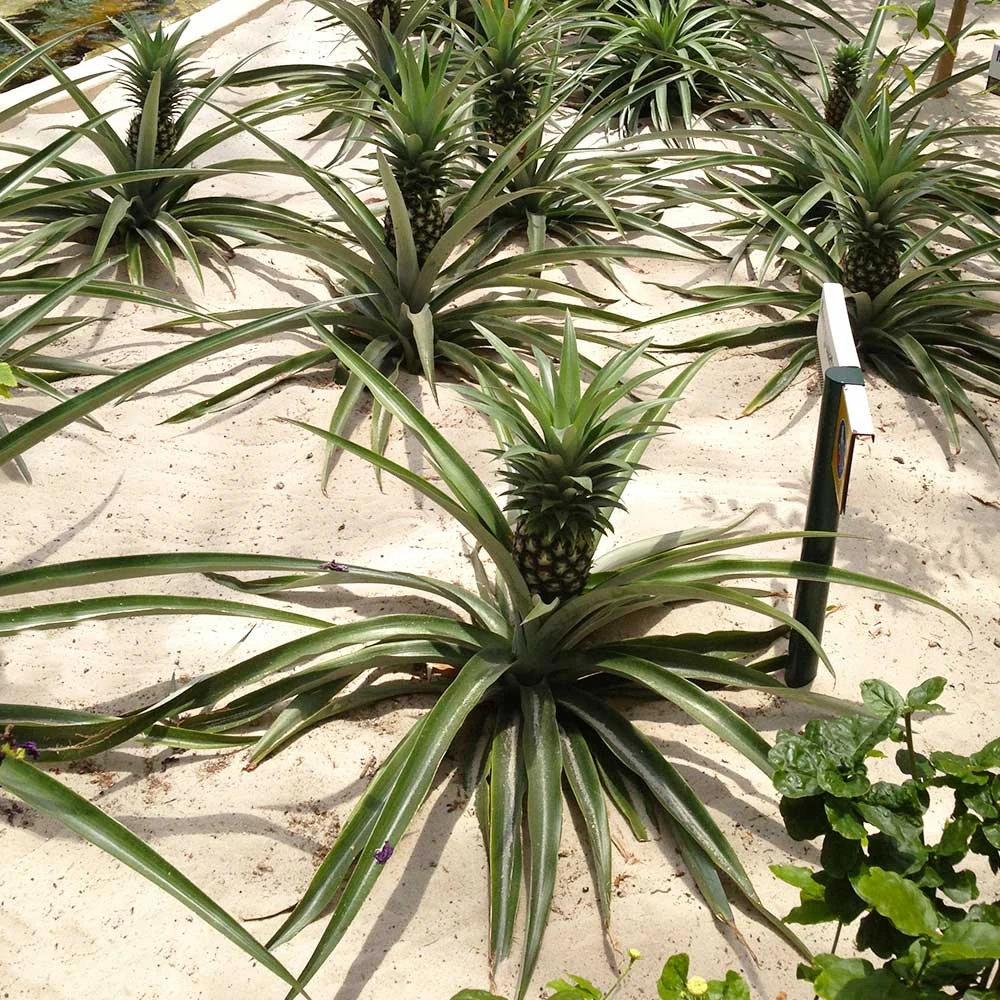 Elite Gold Pineapple Plant 6 Elite Gold Pineapple Plant - Image 4