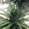 Elite Gold Pineapple Plant