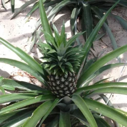 Elite Gold Pineapple Plant
