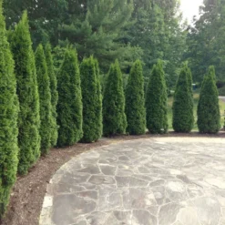 Emerald Green Thuja Tree 11 Emerald Green Thuja Tree -Deals Blossom Vines Store Emeral Green Arborvitae 1 BB