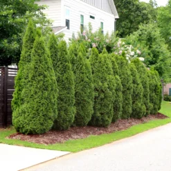 Emerald Green Thuja Tree 15 Emerald Green Thuja Tree -Deals Blossom Vines Store Emeral Green Arborvitae 4 BB
