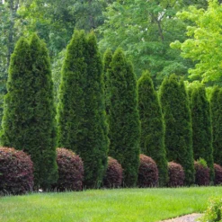 Emerald Green Thuja Tree 13 Emerald Green Thuja Tree -Deals Blossom Vines Store Emeral Green Arborvitae 8 BB