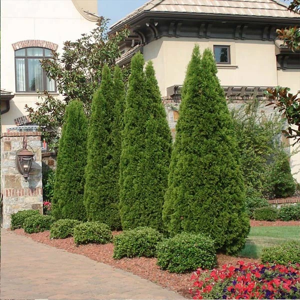 Emerald Green Thuja Tree 3 Emerald Green Thuja Tree