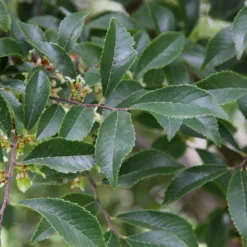 Emerald Flair Elm -Deals Blossom Vines Store Emerald Flair 2