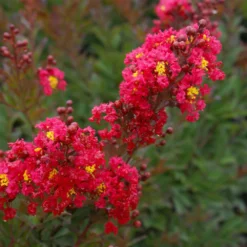 Enduring Summer Red Crape Myrtle Shrub -Deals Blossom Vines Store Enduring Summer Crape Myrtle 2 BB