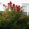 Enduring Summer Red Crape Myrtle Shrub -Deals Blossom Vines Store Enduring Summer Crape Myrtle BB 600x600 96227aed 20e8 4b40 ac99 5ed70832c8a3