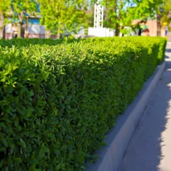 Dwarf English Boxwood Shrub -Deals Blossom Vines Store English Boxwood 5 BB