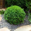 Dwarf English Boxwood Shrub -Deals Blossom Vines Store English Boxwood BB 600x600 591ab9f5 b76d 4619 a5ad 7d9ce1fccb6c