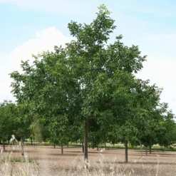 Carpathian English Walnut Tree -Deals Blossom Vines Store English Carpathian Walnut 3 BB