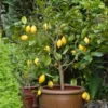 Eureka Lemon Tree -Deals Blossom Vines Store Eureka Lemon Tree BB 600x600 6064b866 c559 4600 8d23 edfeda745583