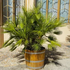 European Fan Palm Tree -Deals Blossom Vines Store European Fan Palm 4 BB