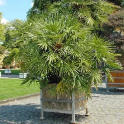 European Fan Palm Tree -Deals Blossom Vines Store European Fan Palm 5