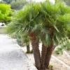 European Fan Palm Tree 1 European Fan Palm Tree -Deals Blossom Vines Store European Fan Palm BB 600x600 f4563216 87fd 48fa 98a1 e9c88fa18a9d