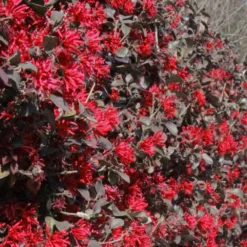 Ever Red Loropetalum Shrub 8 Ever Red Loropetalum Shrub -Deals Blossom Vines Store Ever Red Lorepetalum 7 BB