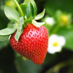 Everbearing Strawberry Plant -Deals Blossom Vines Store Everbearing Strawberry 4 BB