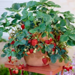Everbearing Strawberry Plant -Deals Blossom Vines Store Everbearing Strawberry 8