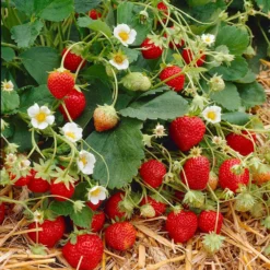 Everbearing Strawberry Plant -Deals Blossom Vines Store Everbearing Strawberry 9