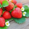 Everbearing Strawberry Plant -Deals Blossom Vines Store Everbearing Strawberry BB 600x600 31691f74 c840 49ff 8e1b eed2a6b034d2