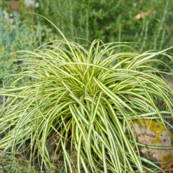 Carex Evergold (Japanese Sedge) -Deals Blossom Vines Store Evergold Carex Sedge 2