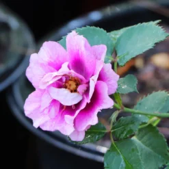 Eyeconic® Plum Lemonade Rose -Deals Blossom Vines Store Eyeconic Plum Lemonade Rose 5