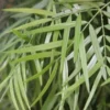 Fern Pine Tree -Deals Blossom Vines Store FERN PINE TREE COLUMNAR 350 THUMBNAIL