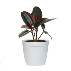 Rubber Tree Plant -Deals Blossom Vines Store FIC RBG.6 whitedelilah
