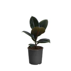 Rubber Tree Plant -Deals Blossom Vines Store FIC RBG1