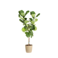 Fiddle-Leaf Fig Tree 28 Fiddle-Leaf Fig Tree -Deals Blossom Vines Store FIG FDL 34 3 delilah beige