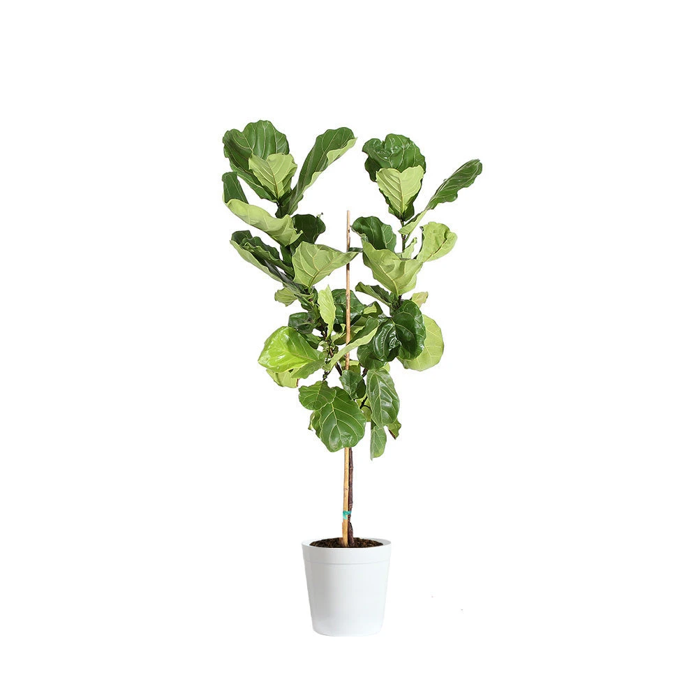 Fiddle-Leaf Fig Tree 15 Fiddle-Leaf Fig Tree - Image 13