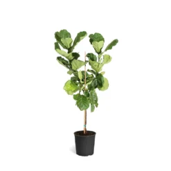 Fiddle-Leaf Fig Tree 32 Fiddle-Leaf Fig Tree -Deals Blossom Vines Store FIG FDL 34 3 standard pot