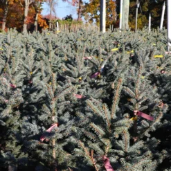 Fat Albert Colorado Blue Spruce -Deals Blossom Vines Store Fat albert Blue Spruce 6 BB
