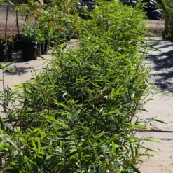 Fernleaf Bamboo -Deals Blossom Vines Store Fernleaf Multiplex Bamboo 5 BB